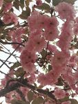 樱花树