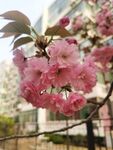 樱花树