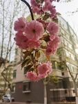 樱花树