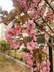 樱花树