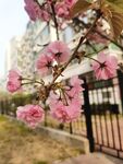 樱花树