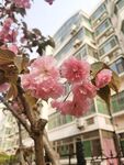 樱花树