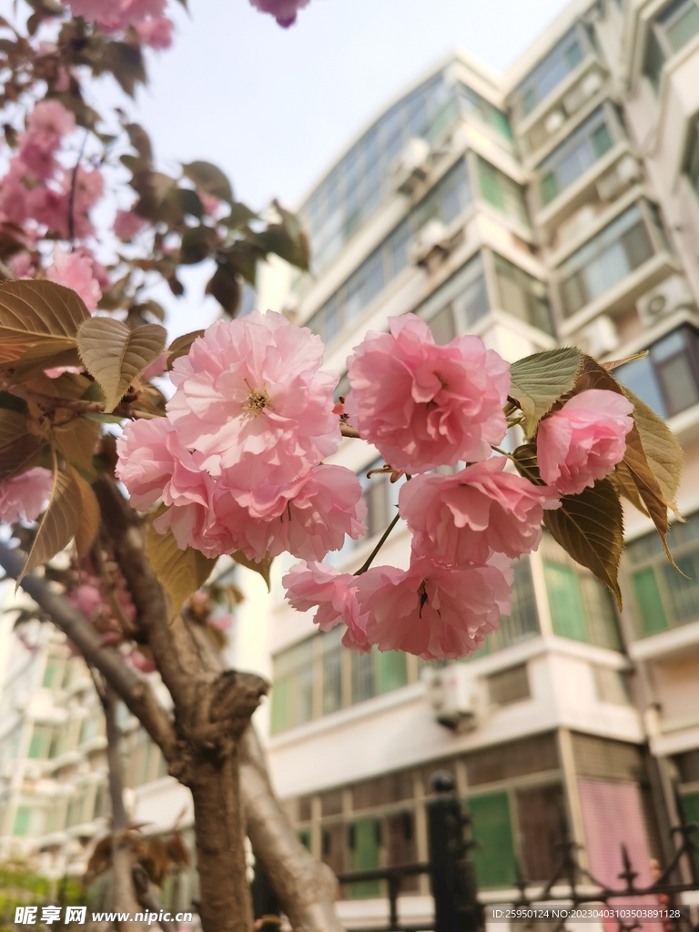 樱花树