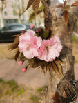 樱花树