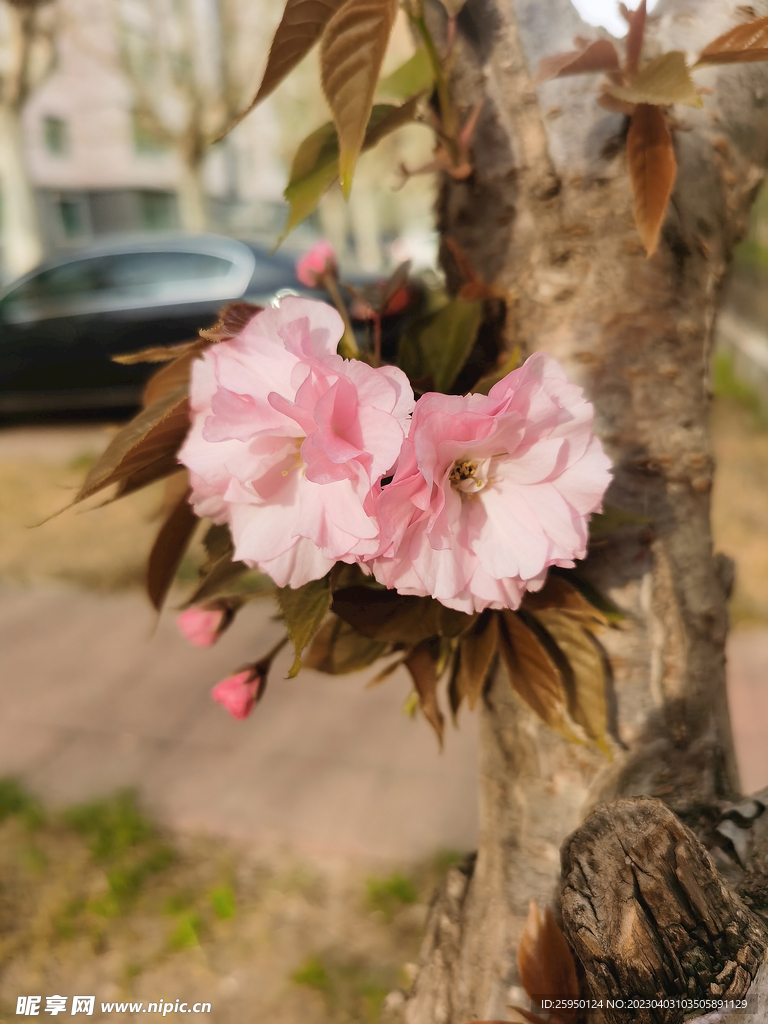 樱花树