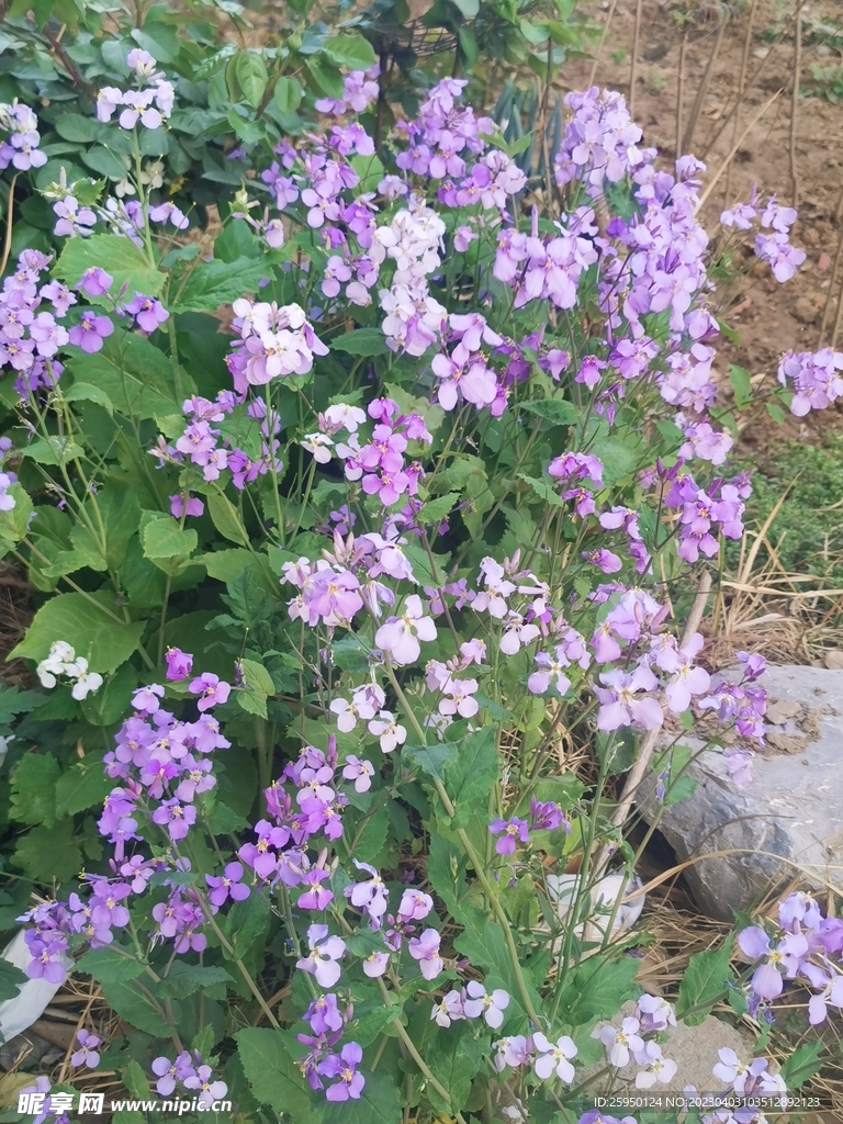 诸葛菜