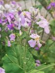 诸葛菜