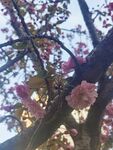 樱花树