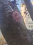 樱花树