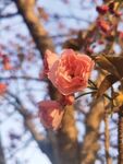 樱花树