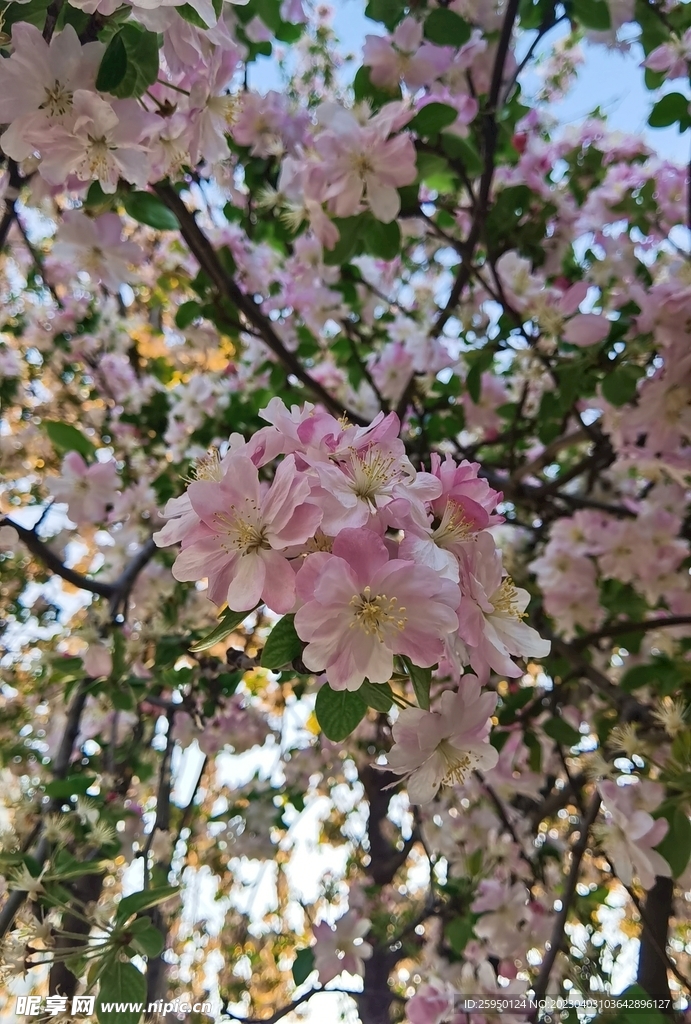  海棠花