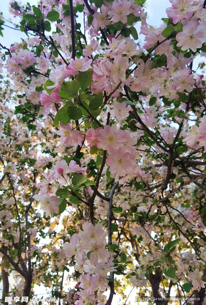  海棠花