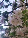  海棠花
