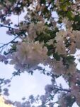  海棠花