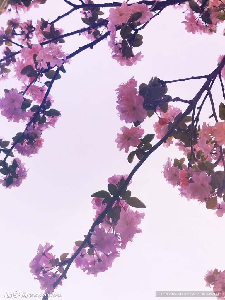  海棠花