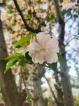  海棠花