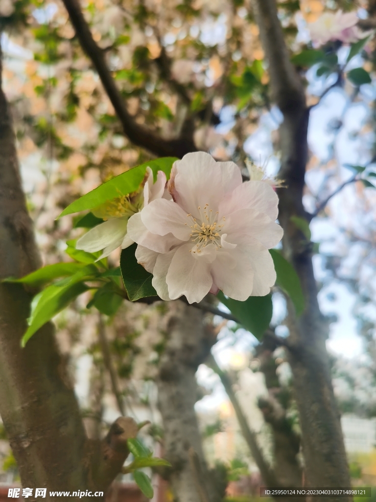  海棠花