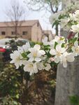  海棠花