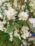  海棠花