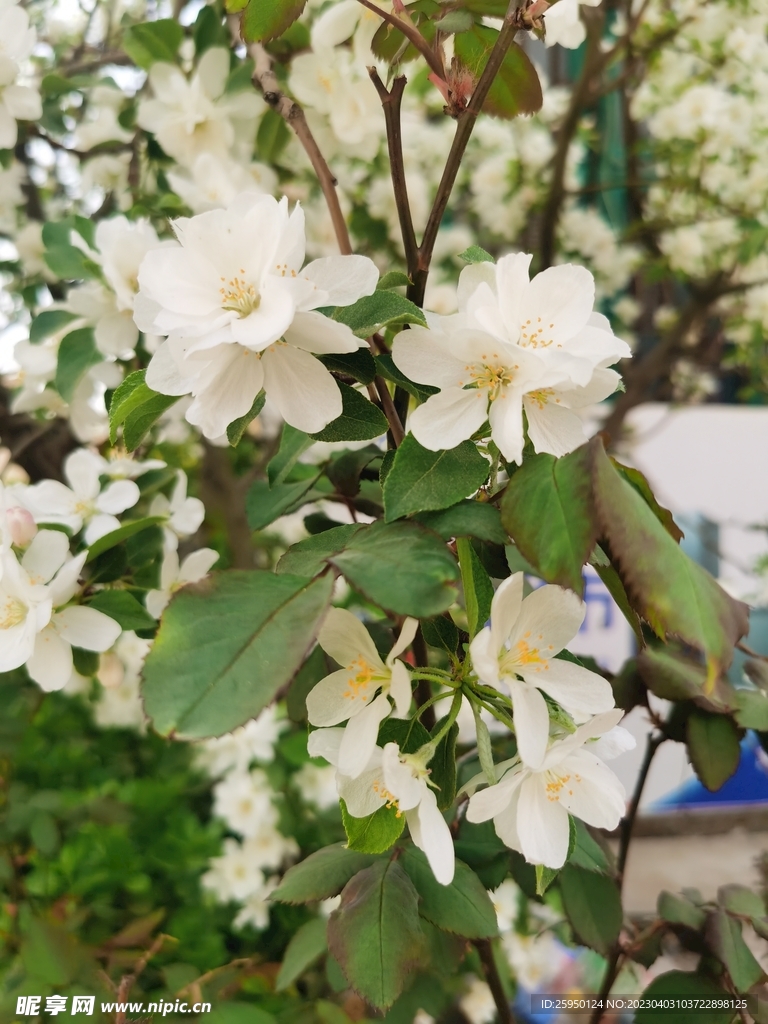  海棠花