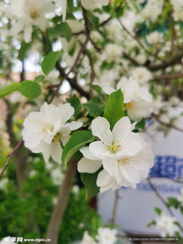  海棠花