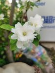  海棠花