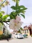 海棠花