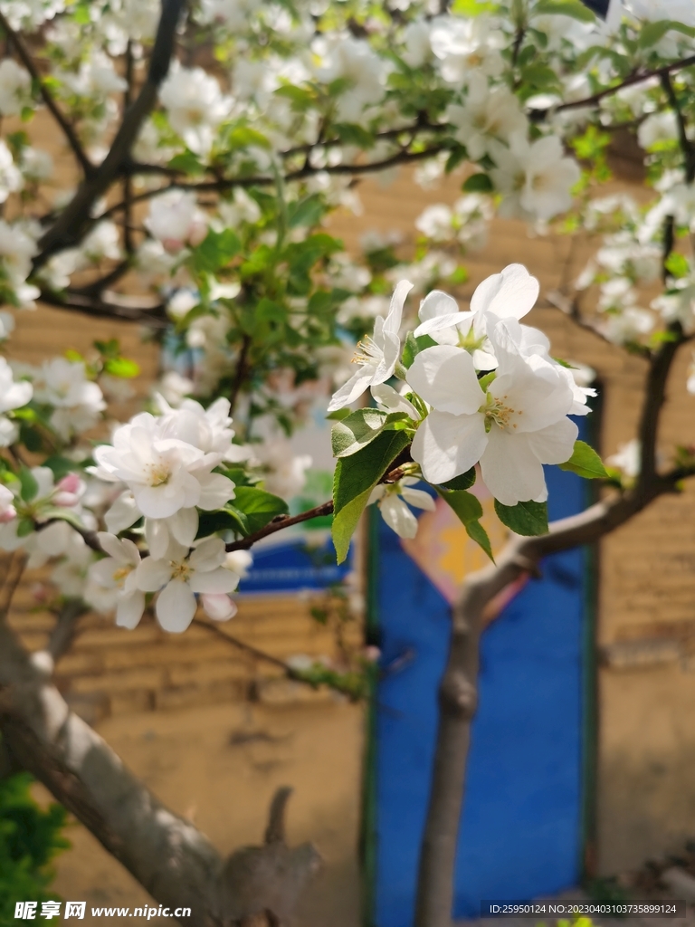  海棠花