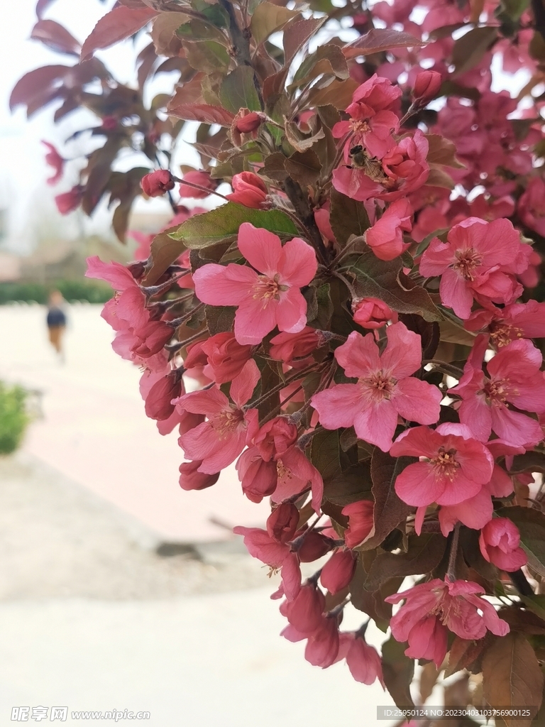  海棠花