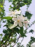  海棠花