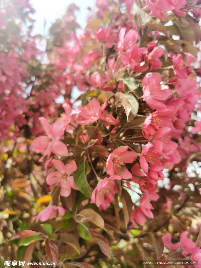  海棠花