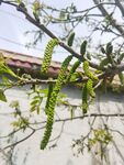 核桃花