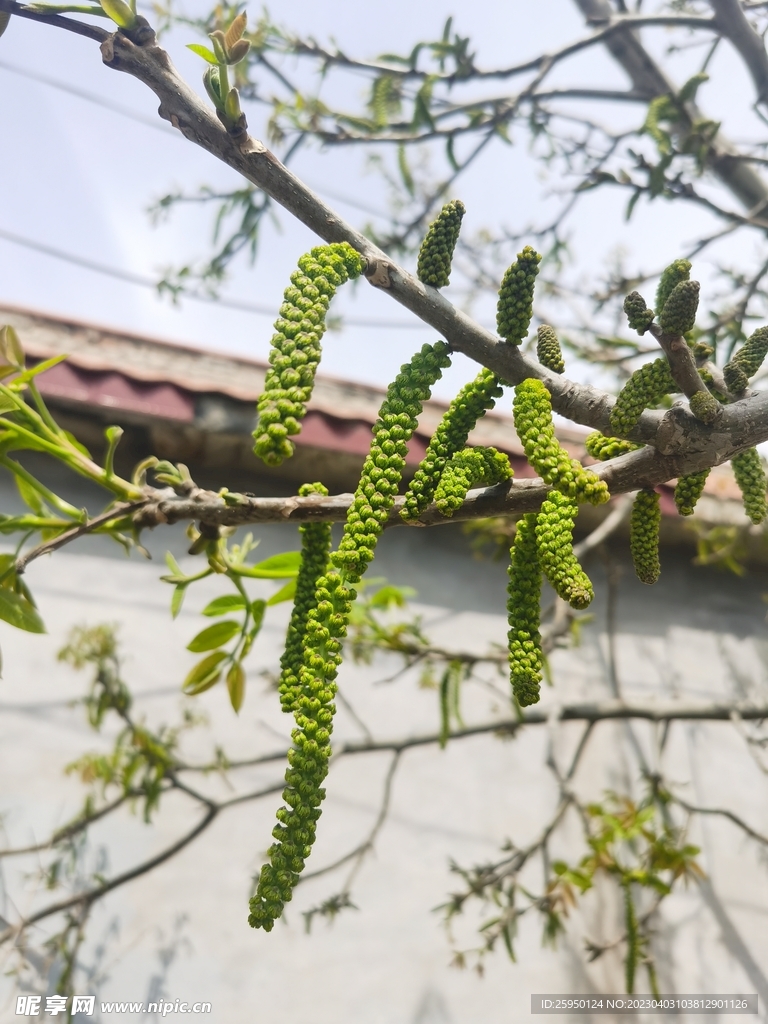 核桃花
