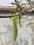 核桃花