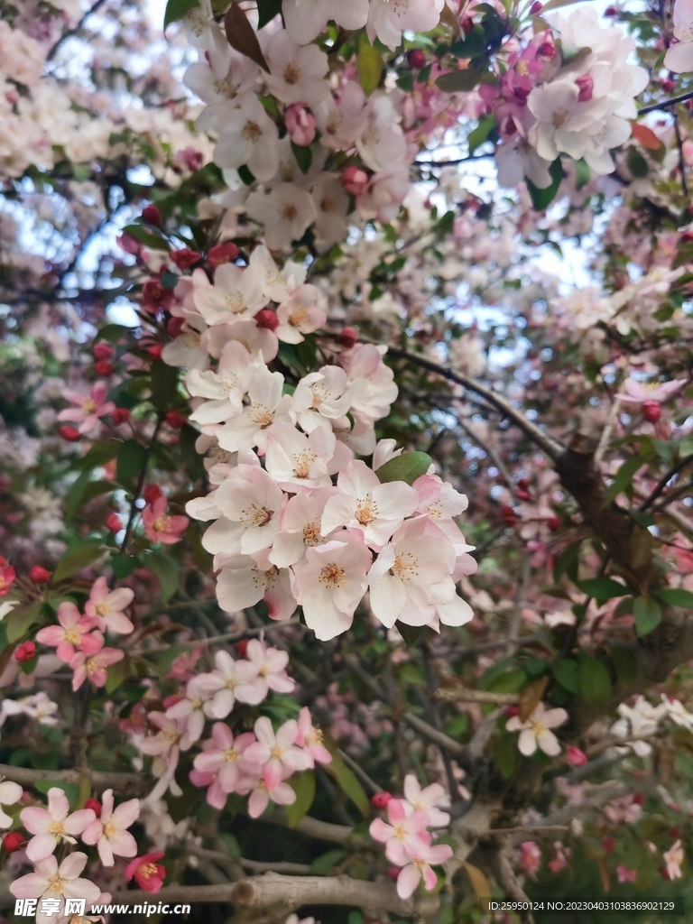  海棠花