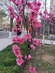 红叶碧桃