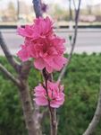 红叶碧桃