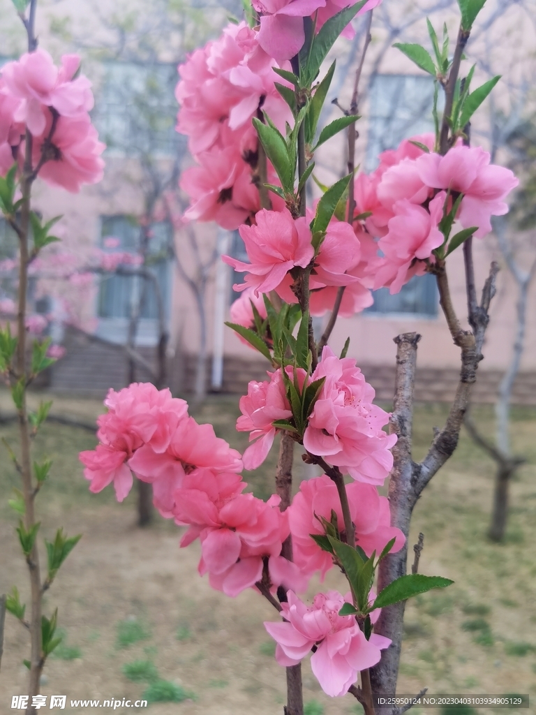 红叶碧桃 