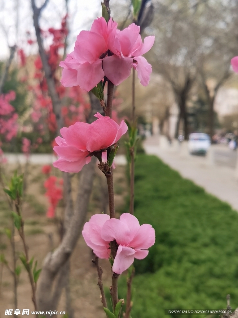 红叶碧桃