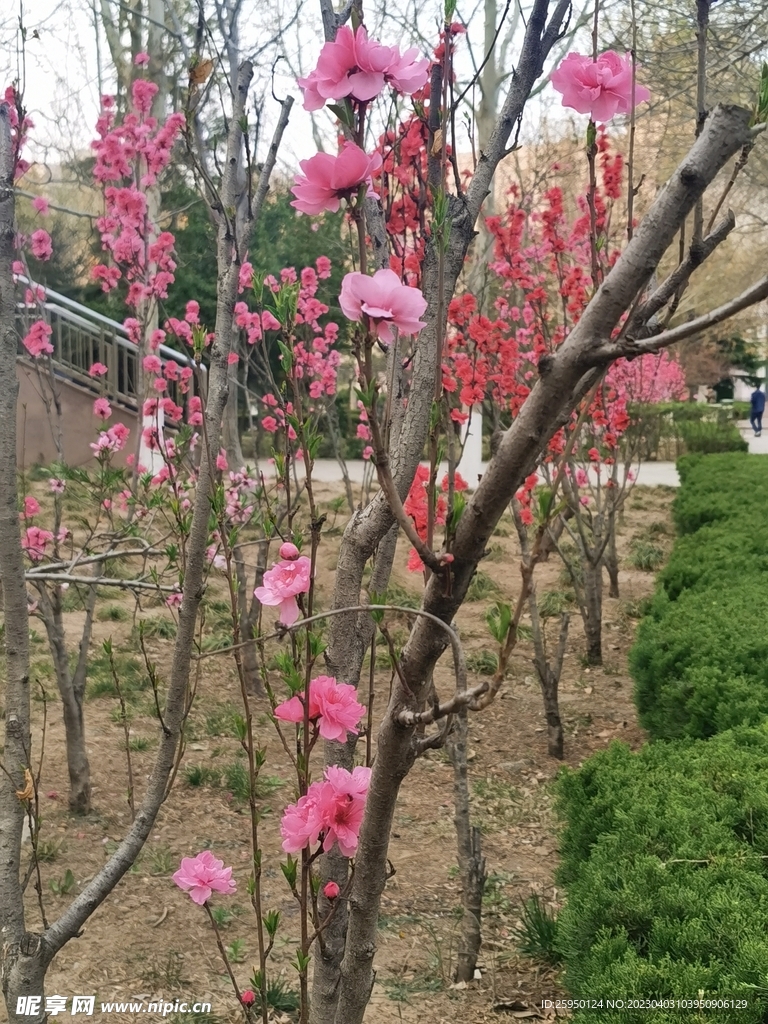 红叶碧桃