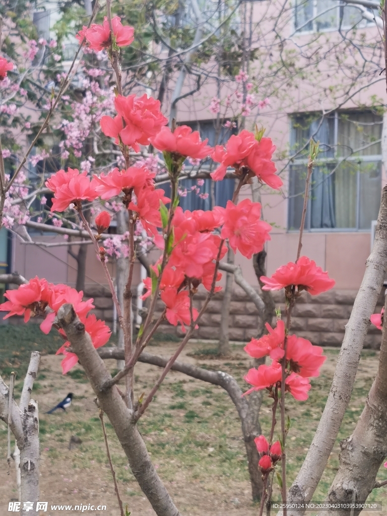 红叶碧桃