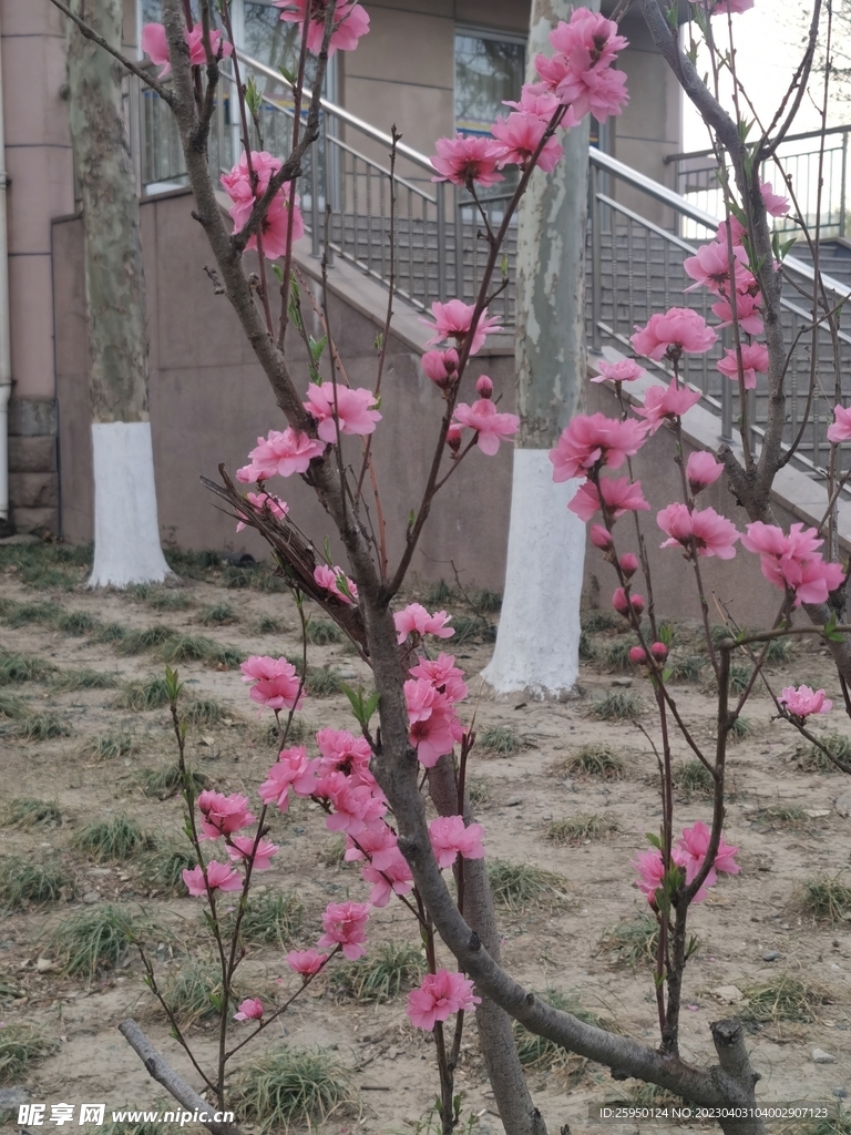 樱花