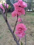 樱花树