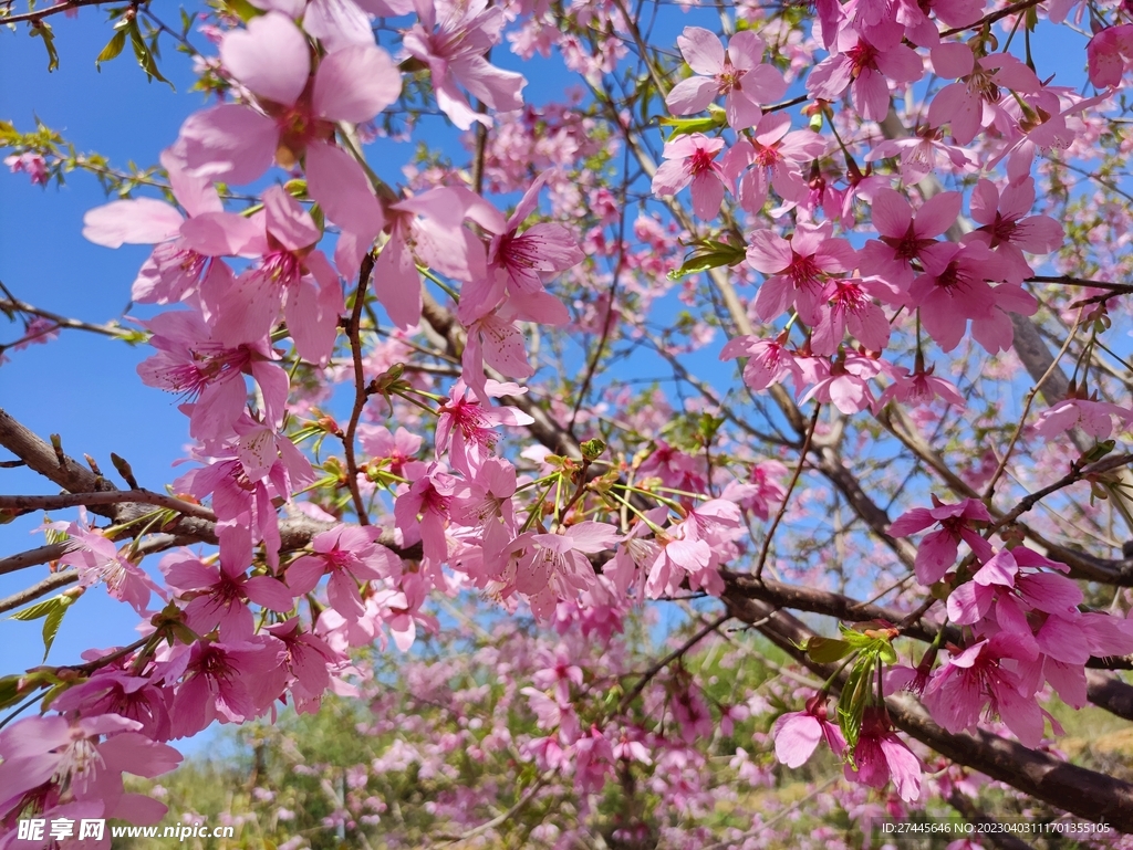 桃花