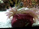水族馆 
