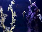 水族馆
