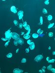 海洋馆