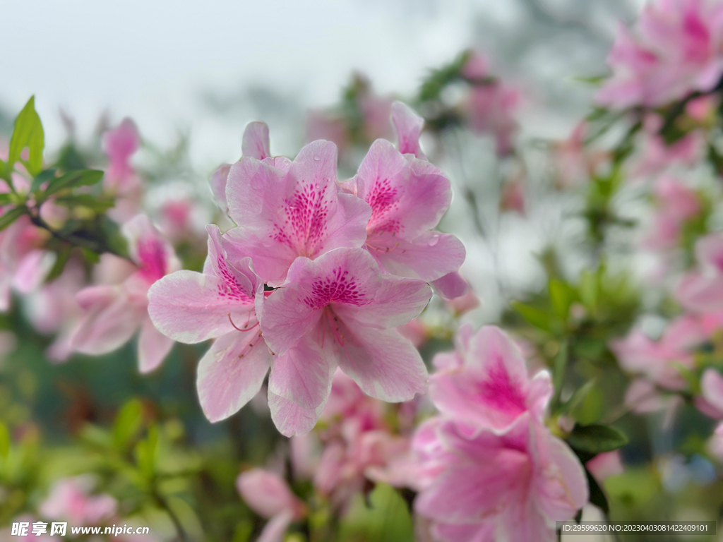 杜鹃花