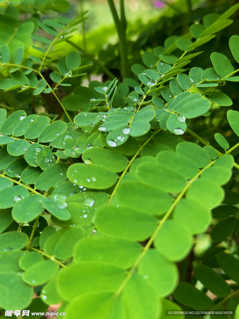 植物