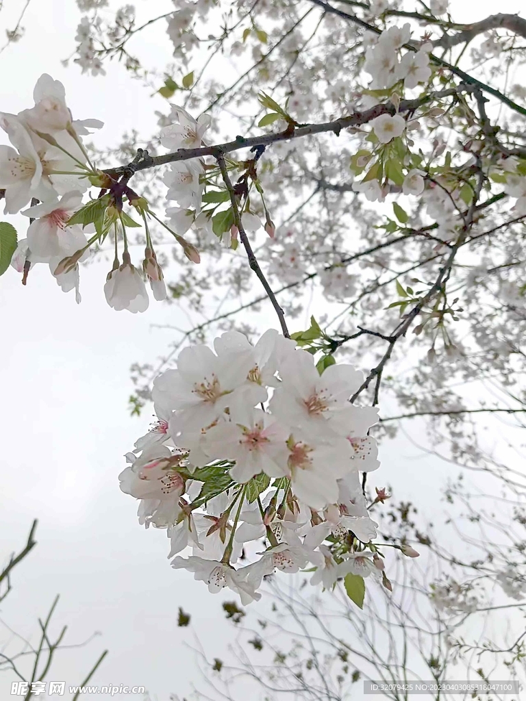 樱花